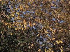 -上海佘山国家森林公园天马山园