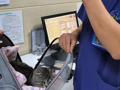 -北京观赏动物医院·24小时大型综合·猫专科·异宠专科