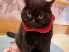 -滚猫咖啡·猫咖·猫友好撸猫(未来城店)