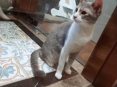 -more than meow吴止猫主题餐厅(承德 中船汇店)