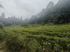 -姑婆山旅游区