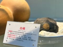 -广东中医药博物馆