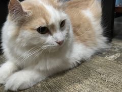 -猫咪咖啡·猫咖(万达广场店)
