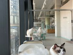 -怪兽屋·羊驼·猫咖·狗咖(俊华广场店)