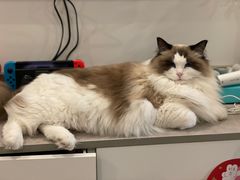 -猫十亿·布偶金渐层·曼基康矮脚猫舍(青年路店)