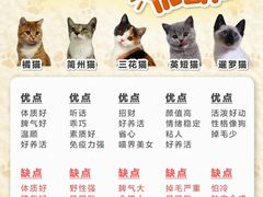 -翊宠yipet猫狗购宠庄园犬舍•猫舍