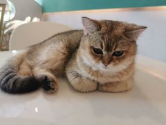 -飞行喵MR PILOT|猫舍·猫咖(静安大融城店)