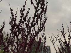 -海棠花溪(元大都城垣遗址公园)
