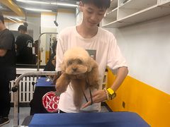 -优缇多格专业宠物美容师培训学校