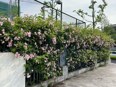 -杭州观成实验学校