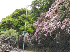 -梧桐山风景名胜区