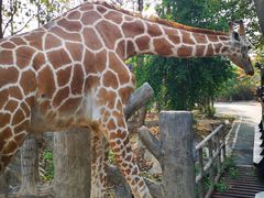 -清迈夜间动物园