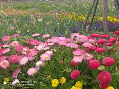 -荷兰花海