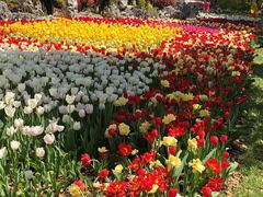 -上海鲜花港