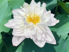 -荷塘月色湿地公园·向阳花洲