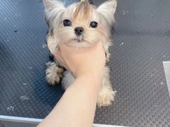 -萌宠之家·腊肠犬·马尔泰·小体犬舍