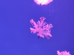 -芜湖新华联大白鲸海洋公园