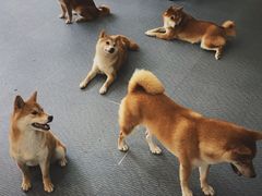-柴源莊·柴小宠柴犬咖啡