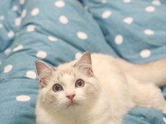 -Bastet sally猫舍购宠(静安店)