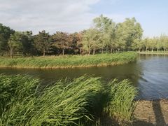 -大兴滨河森林公园