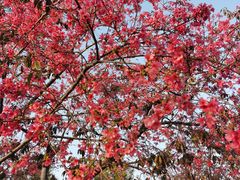 -天适樱花悠乐园