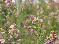 -绵阳盛世樱花悠乐谷
