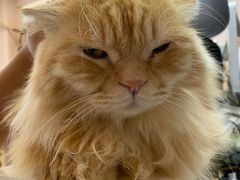 -猫咪派对(江南西店)