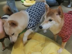 -逗柴咖啡屋·狗咖猫咖宠物桌游