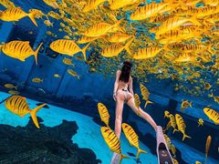 -三亚海昌梦幻海洋不夜城