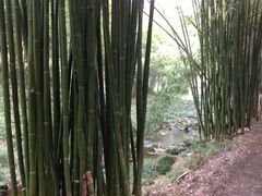 iphone_upload_pic-芦沟竹海