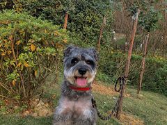 -铁山坪森林公园