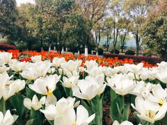 -上海鲜花港