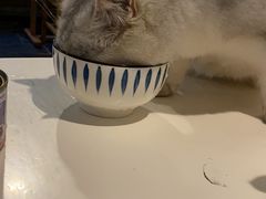 -Anne猫窝咖啡屋