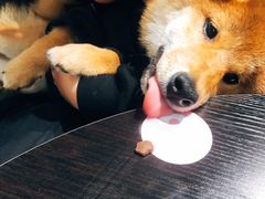 -逗柴咖啡屋·狗咖猫咖宠物桌游