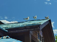 -大连老虎滩海洋公园