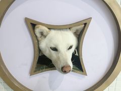 -柴务处·柴犬主题狗咖