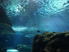 -瑞普利水族馆