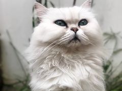 -喵屿·大理花园猫咖