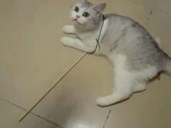 -纳吉亚猫专科动物诊疗中心(蒋宅口分院)