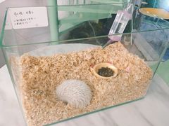 -有猫主题·治愈系猫咖(曾厝垵店)