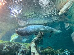 -上海海洋水族馆