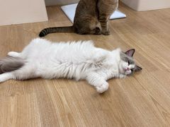 -有喵·猫咖·狗咖·40+猫狗有小奶狗(岗厦店)