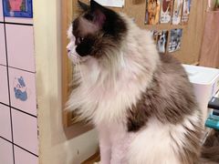 -滚猫咖啡·猫咖·猫友好撸猫(未来城店)