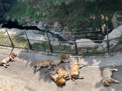 -大连森林动物园