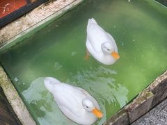 -上海崇明金茂凯悦酒店