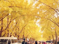 -三里屯东五街银杏大道
