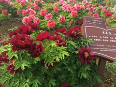 -曹州百花园