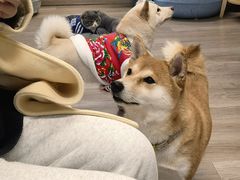 -柴迷FANS CLUB·柴犬狗咖·猫咖