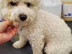 -BABIT巴比特宠物(MOMOPARK店)