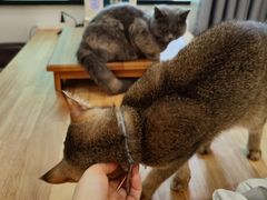 -楼上猫咖(罗湖店)